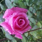 Rose im Regen