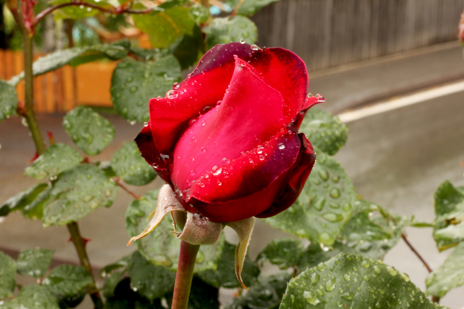 Rose im Regen #4