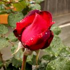 Rose im Regen #4
