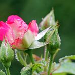 Rose im Regen -4-