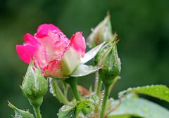 Rose im Regen -4-