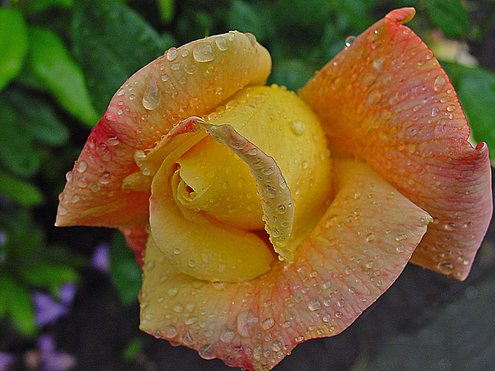 Rose im Regen