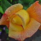 Rose im Regen