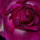 Rose im Regen