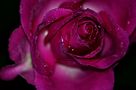 Rose im Regen von GretaN 