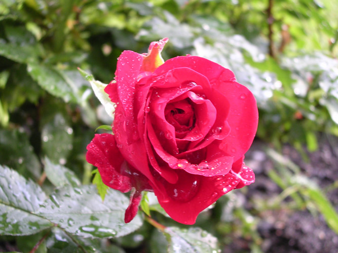 Rose im Regen