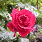 Rose im Regen