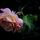 Rose im Regen