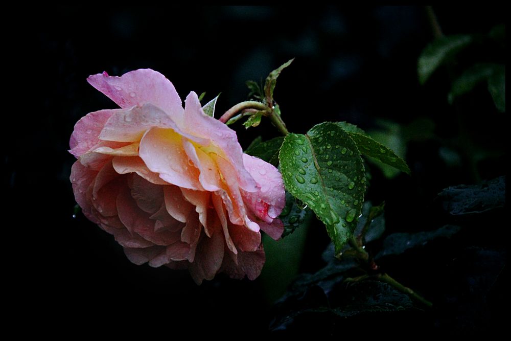 Rose im Regen