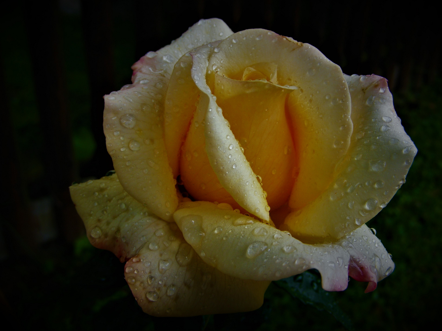 Rose im Regen