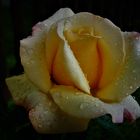 Rose im Regen