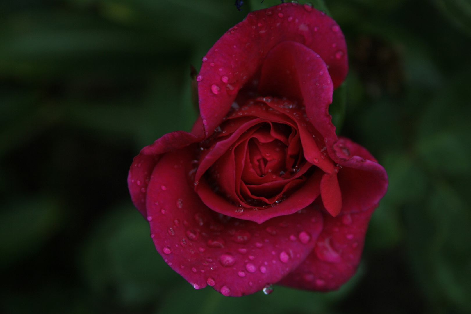 Rose im Regen