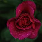 Rose im Regen