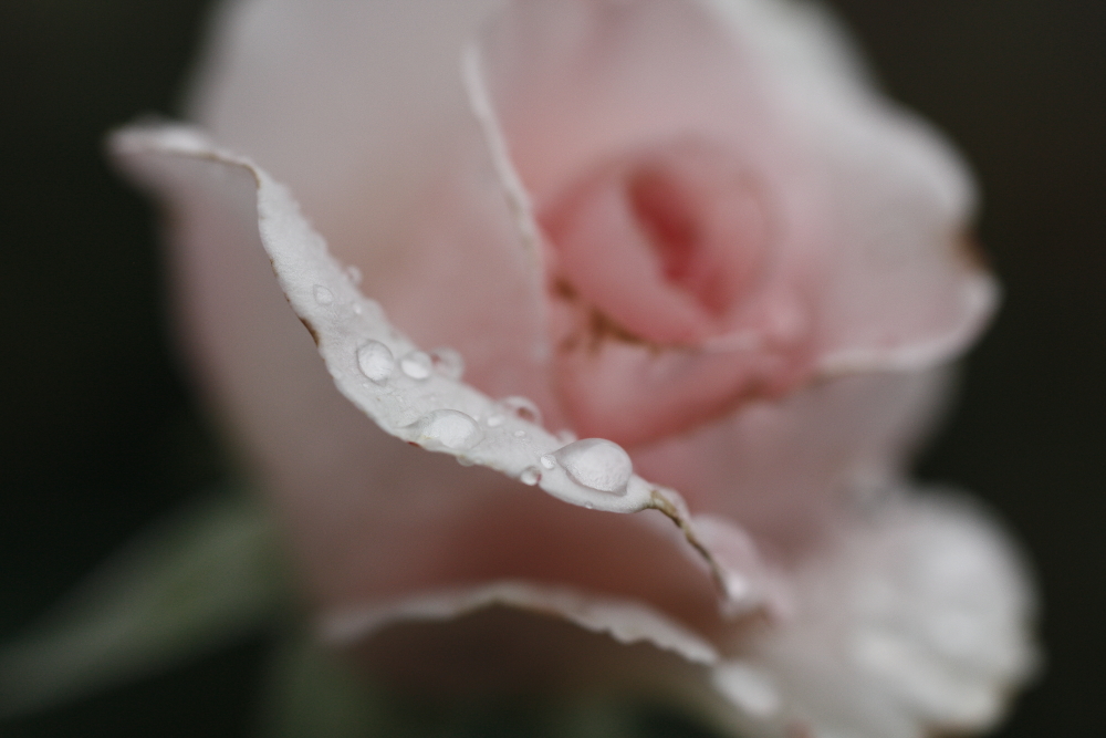 Rose im Regen