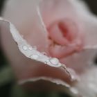 Rose im Regen