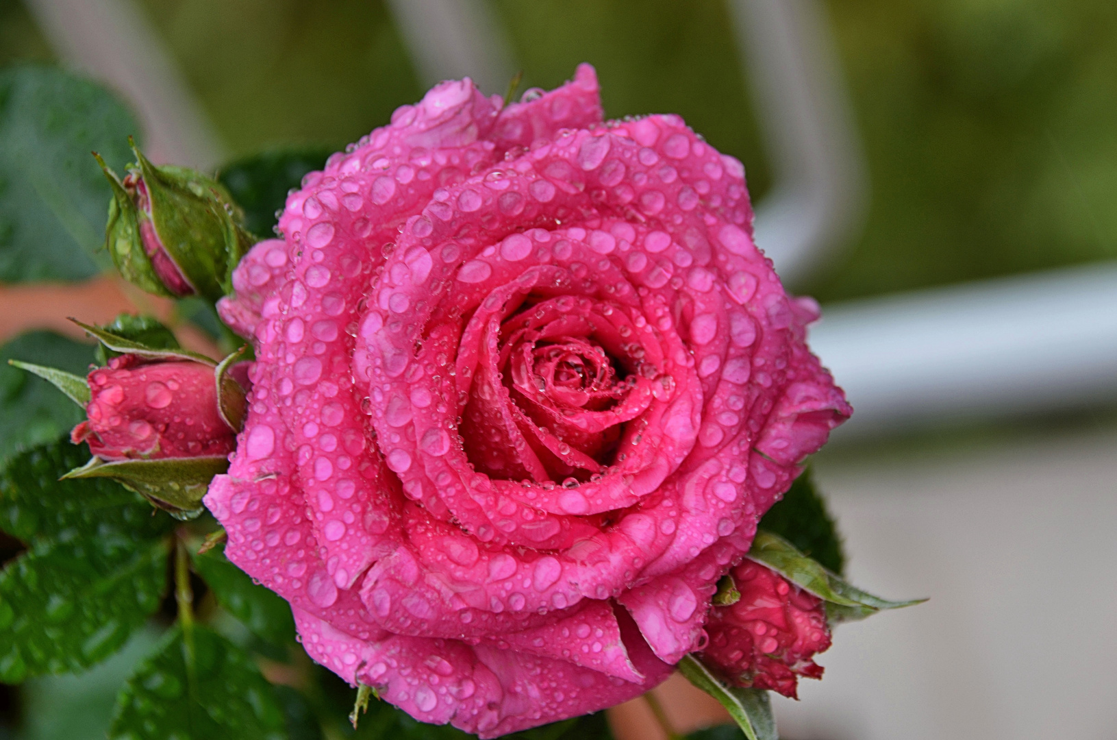 Rose im Regen