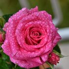 Rose im Regen