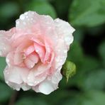 Rose im Regen -6-