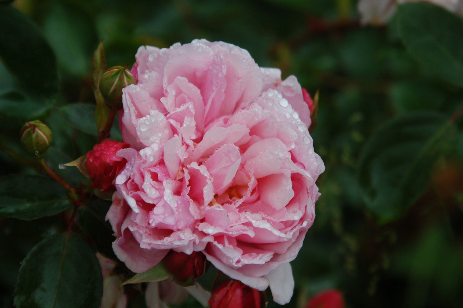 Rose im Regen