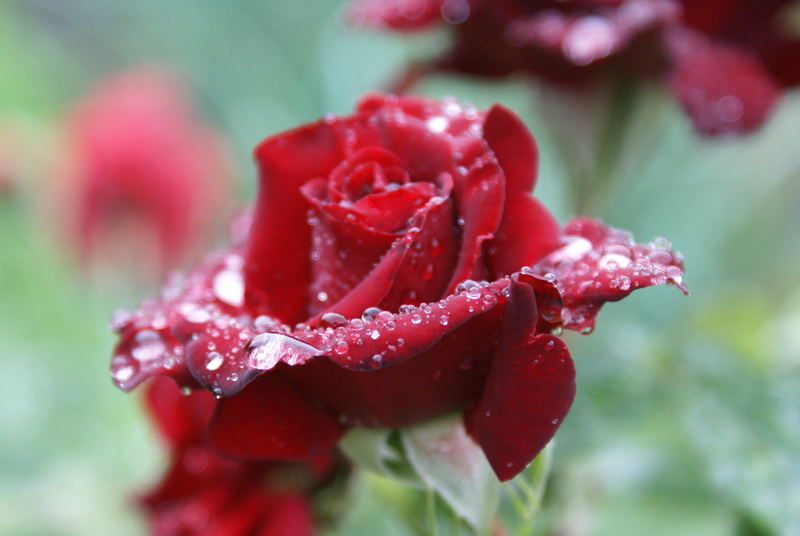 Rose im Regen!