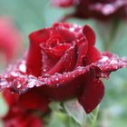 Rose im Regen!