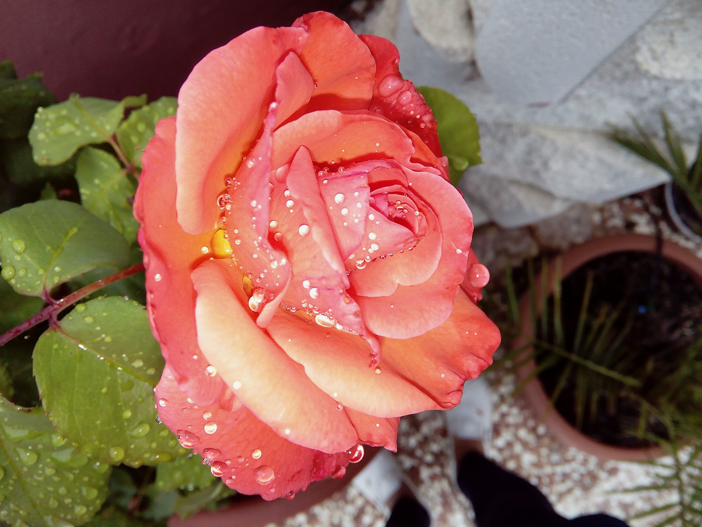 Rose im Regen