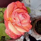 Rose im Regen