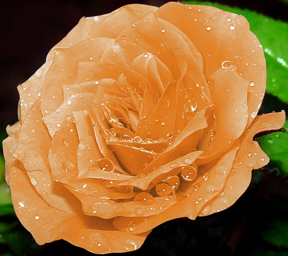 Rose im Regen..