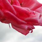 Rose im Regen