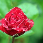 Rose im Regen -7-