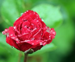 Rose im Regen -7-