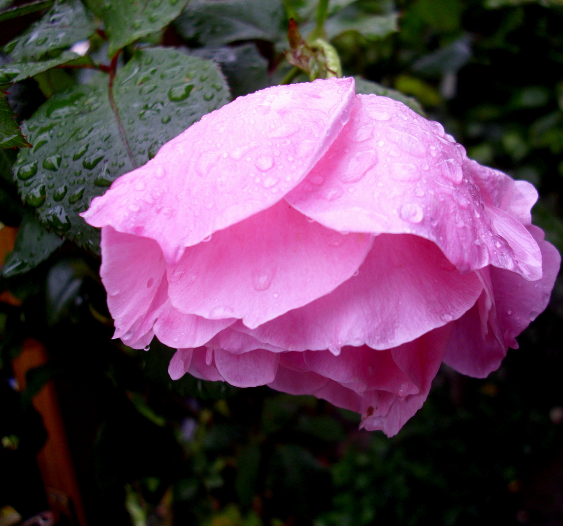 Rose im Regen.