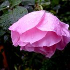 Rose im Regen.