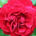 Rose im Regen -8-