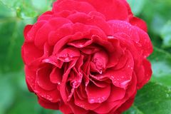 Rose im Regen -8-