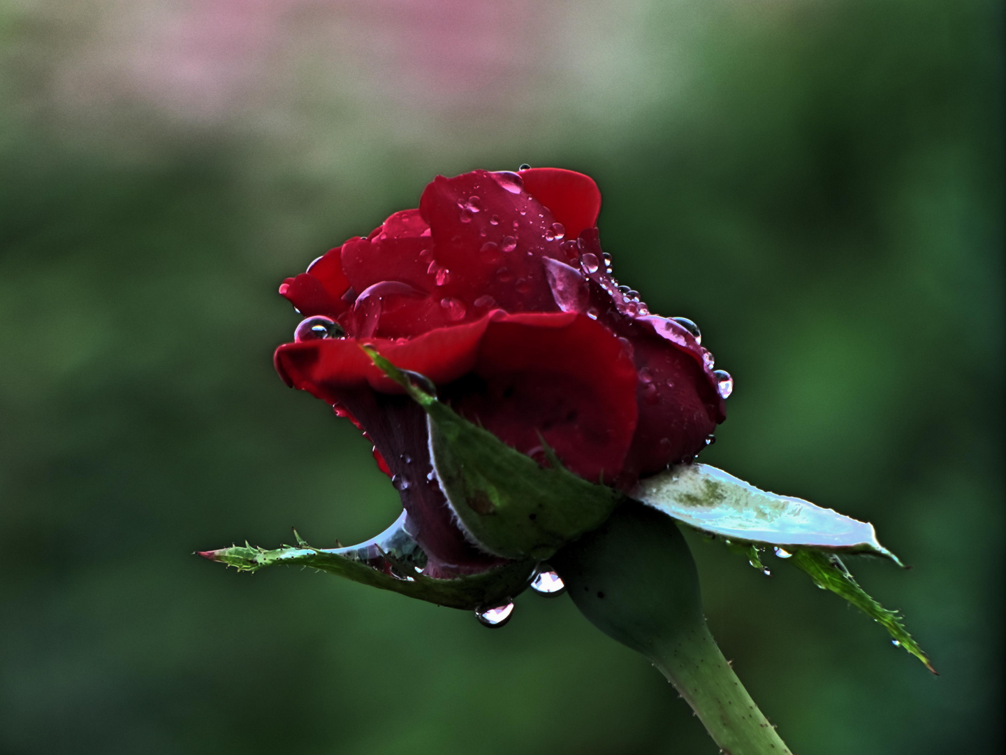 Rose im Regen