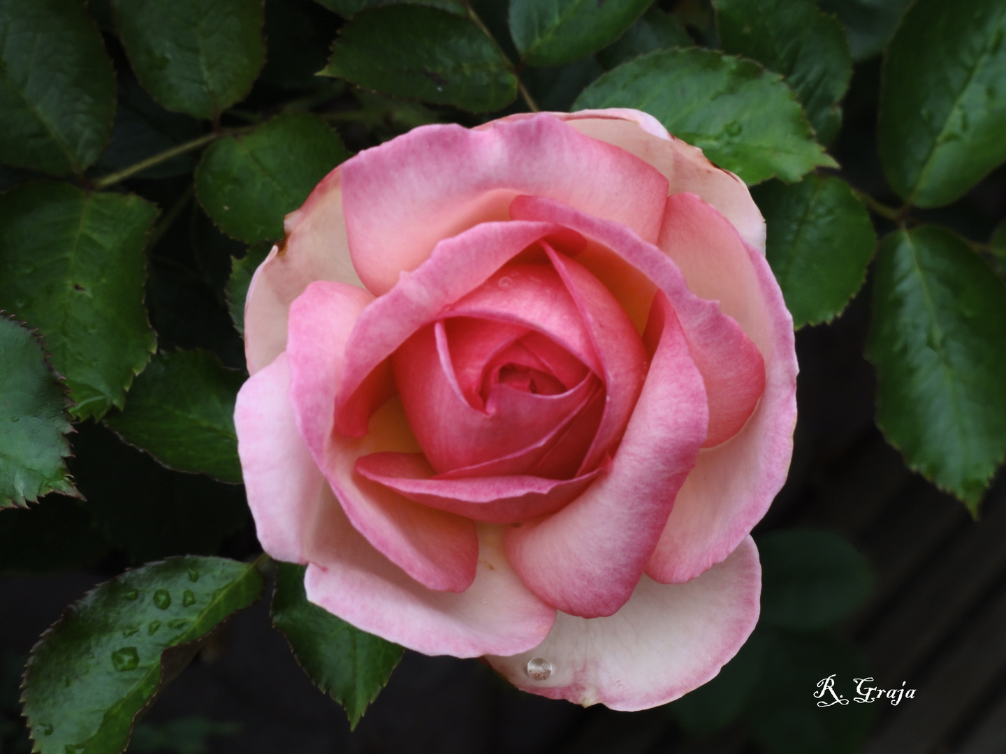 Rose im Regen