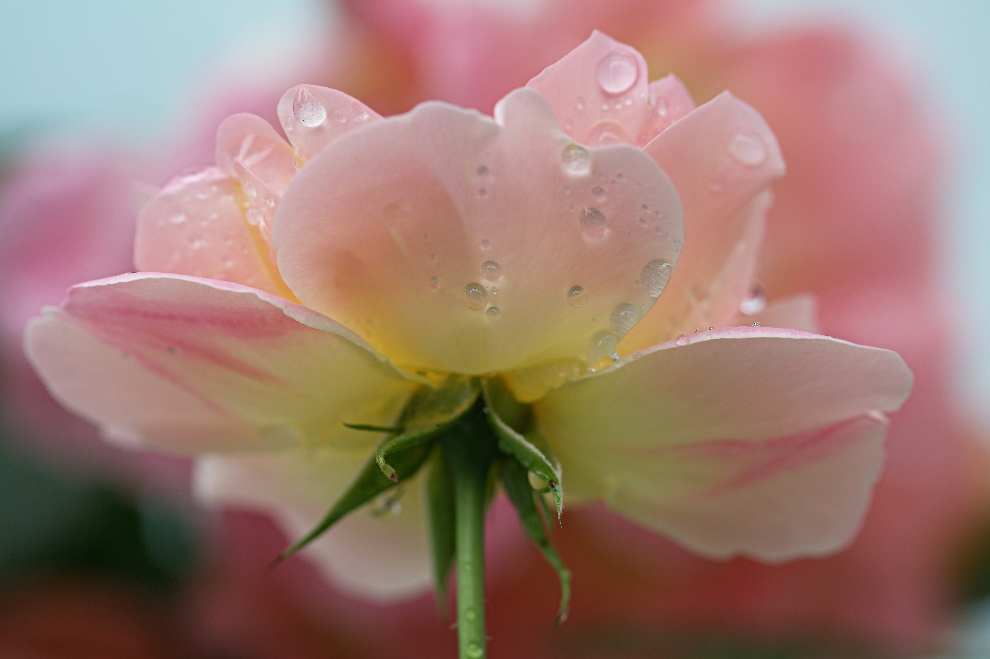 Rose im Regen