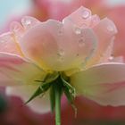 Rose im Regen