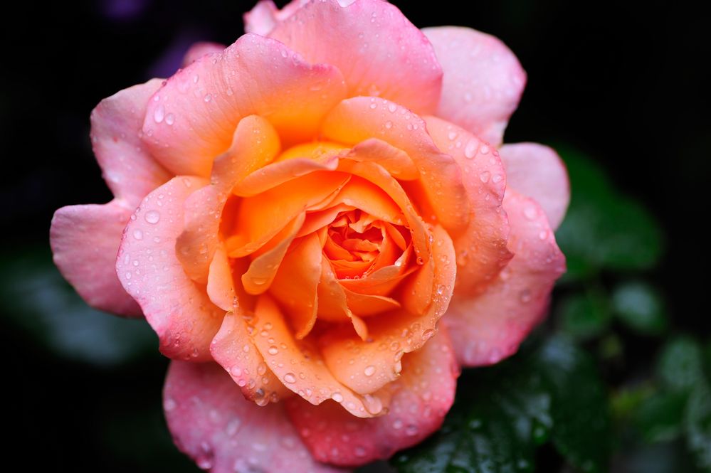 Rose im Regen