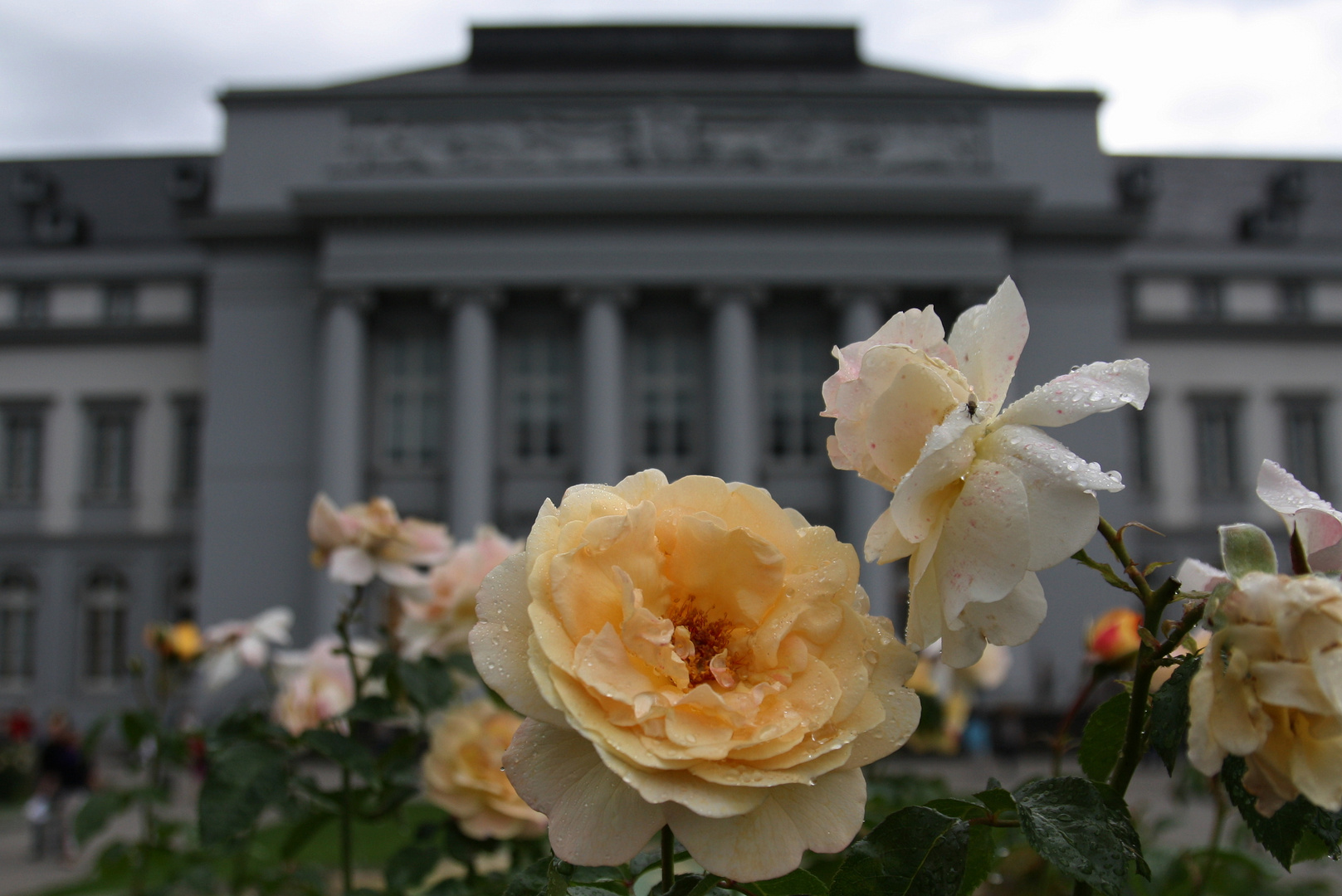 Rose im Regen