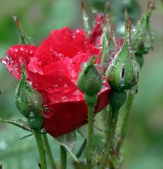 Rose im Regen -9-