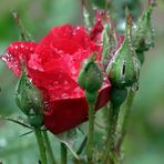 Rose im Regen -9-