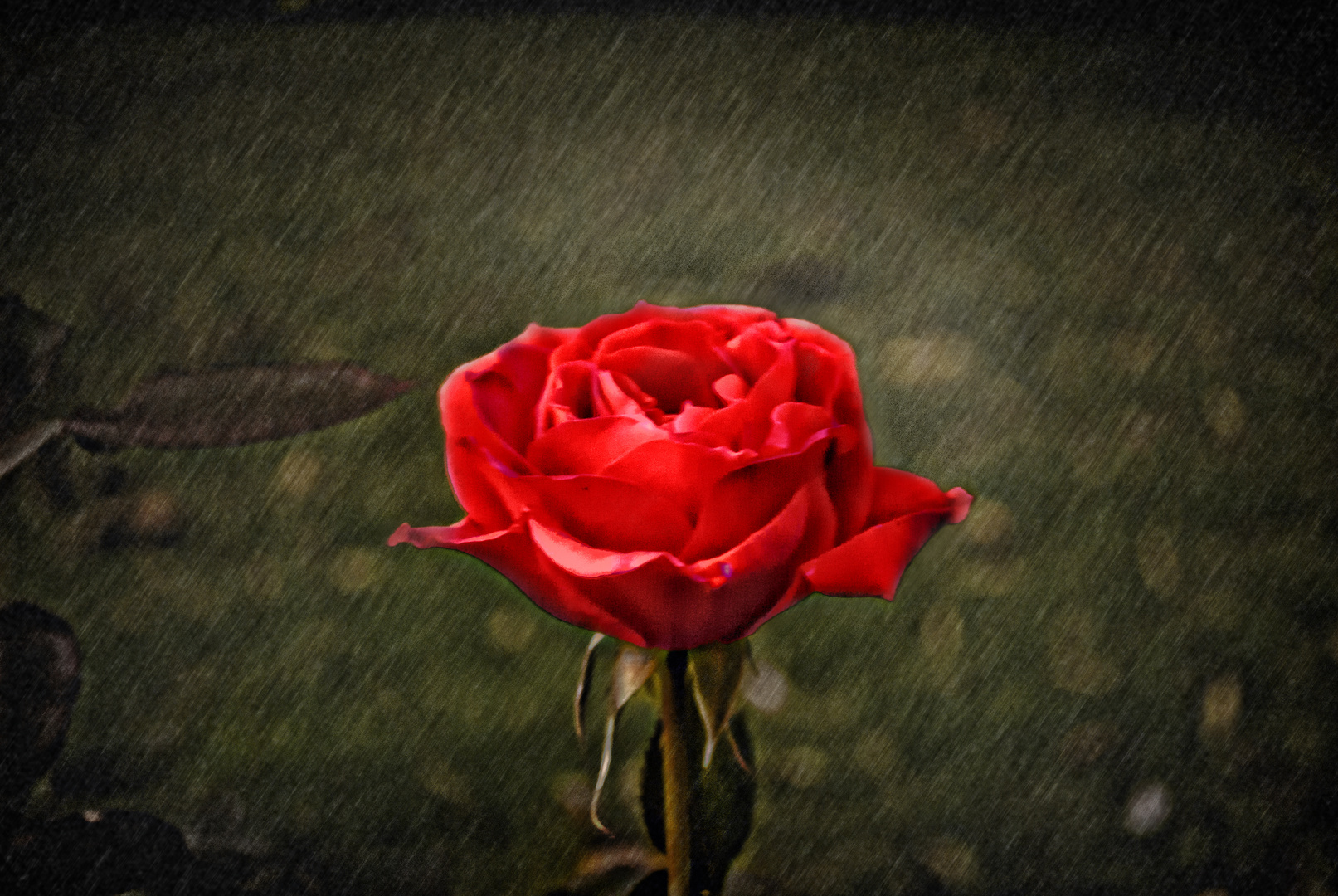 Rose im Regen