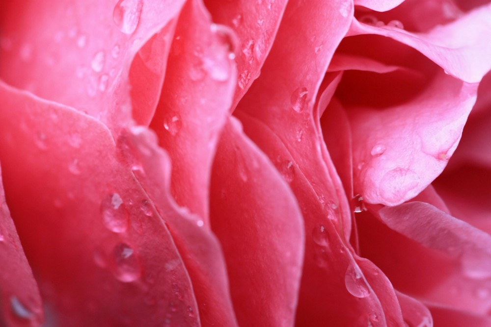 Rose im Regen von tanager 