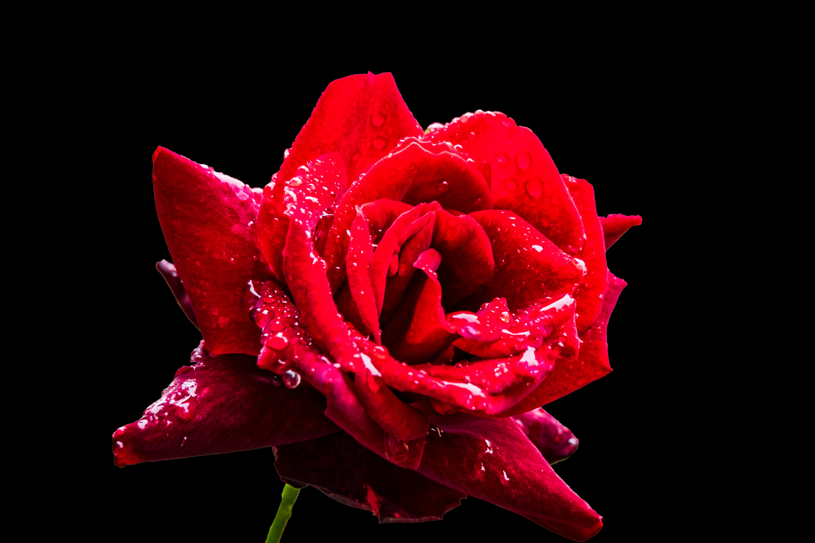 Rose im Regen