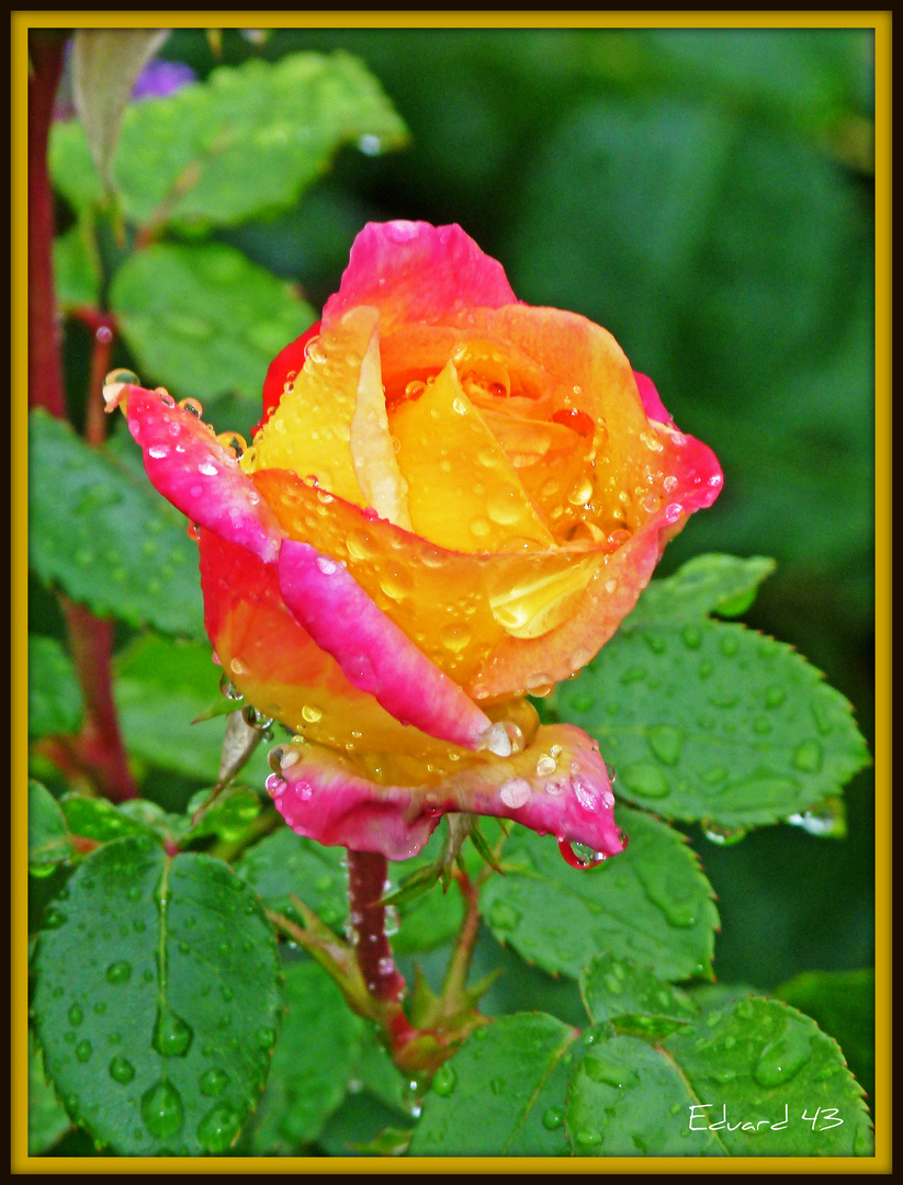 Rose im Regen ...