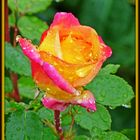 Rose im Regen ...