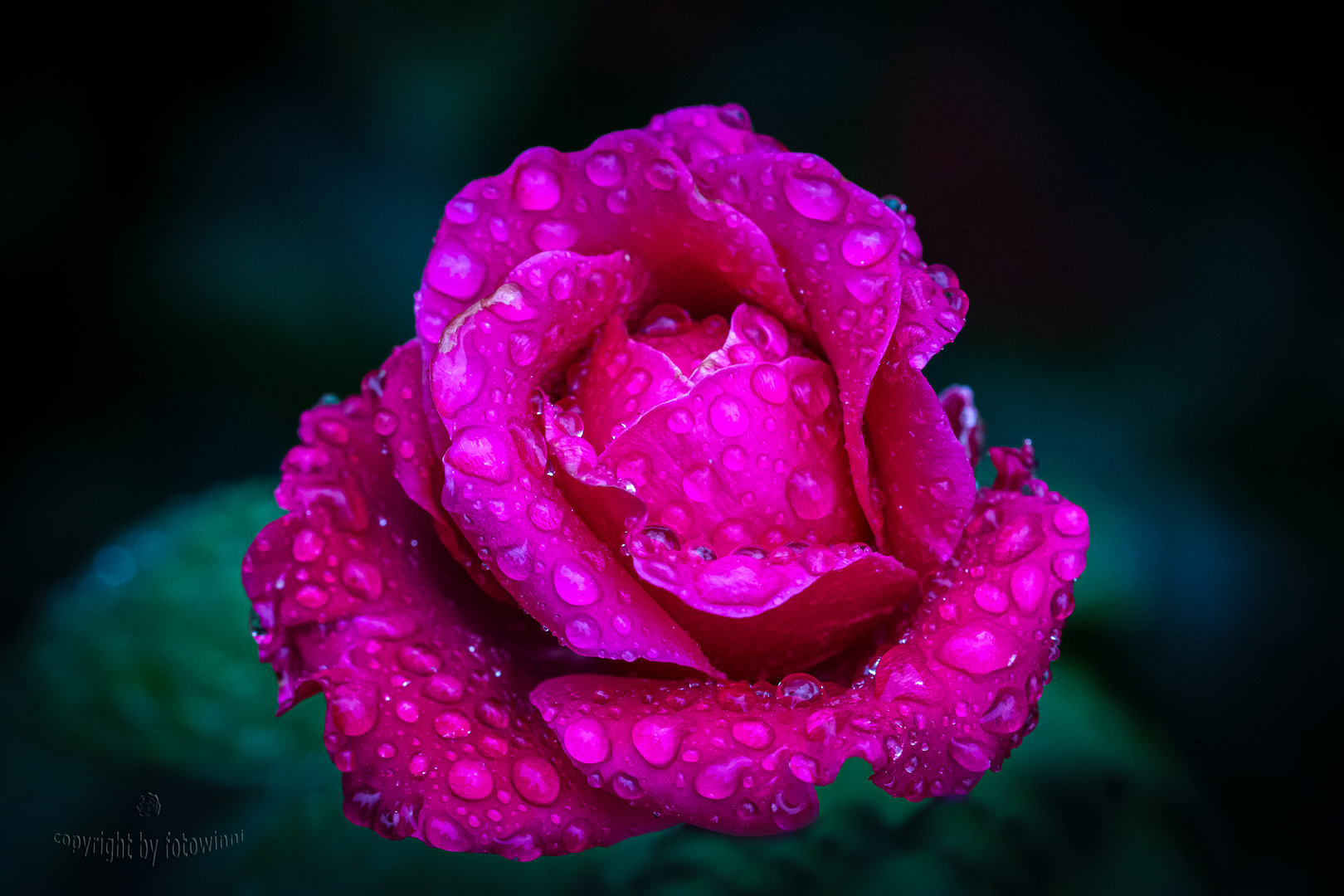 Rose im Regen