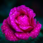 Rose im Regen